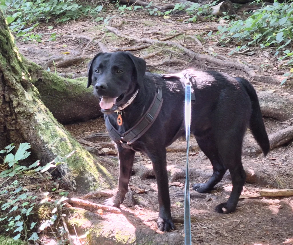 Sabooh, Labrador-Rüde, Begleiter und Lehrmeister | Seite: Über Marc von Ah | Dialog.Hund | Hundecoaching